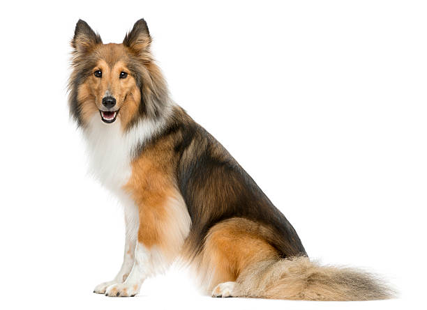 istock Shetland Sheepdog sitting in front of a white background 509091318