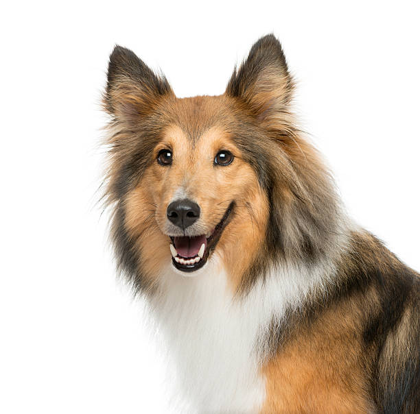 istock Close-up of a Shetland Sheepdog 509091414