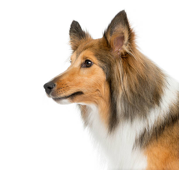 istock Close-up of a Shetland Sheepdog 509091562
