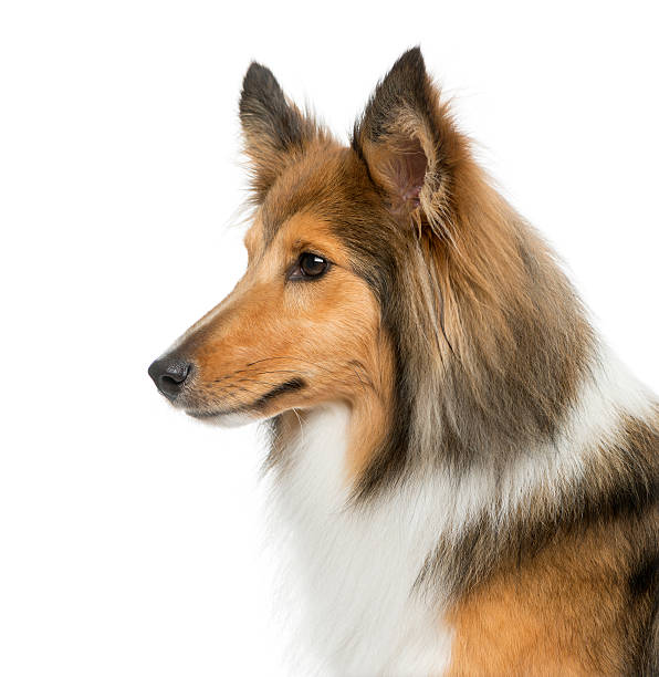 istock Close-up of a Shetland Sheepdog 509091662