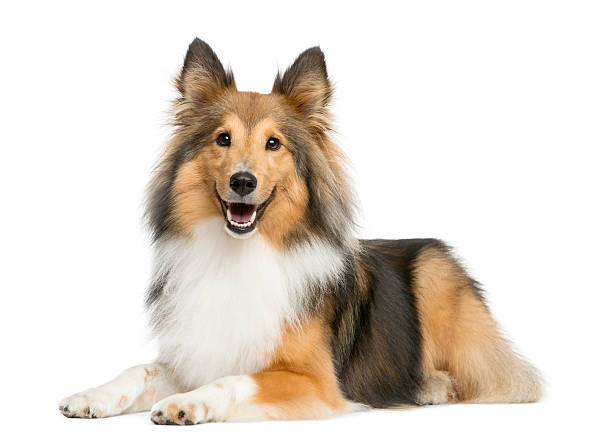 Shetland Sheepdog lying in front of a white background Shetland Sheepdog lying in front of a white background shetland sheepdog stock pictures, royalty-free photos & images