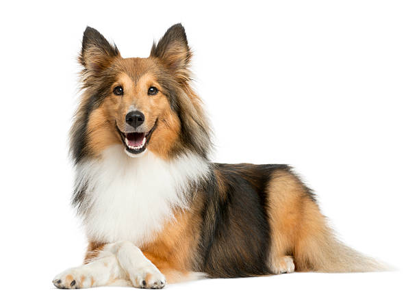 Shetland Sheepdog lying in front of a white background Shetland Sheepdog lying in front of a white background shetland sheepdog stock pictures, royalty-free photos & images