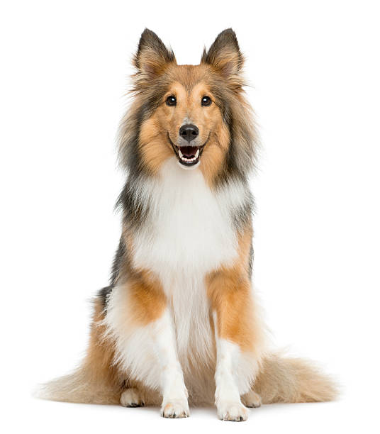 perro pastor shetland sentado en frente de un fondo blanco - collie fotografías e imágenes de stock