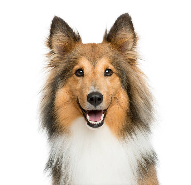 Close-up of a Shetland Sheepdog Close-up of a Shetland Sheepdog in front of a white background shetland sheepdog stock pictures, royalty-free photos & images