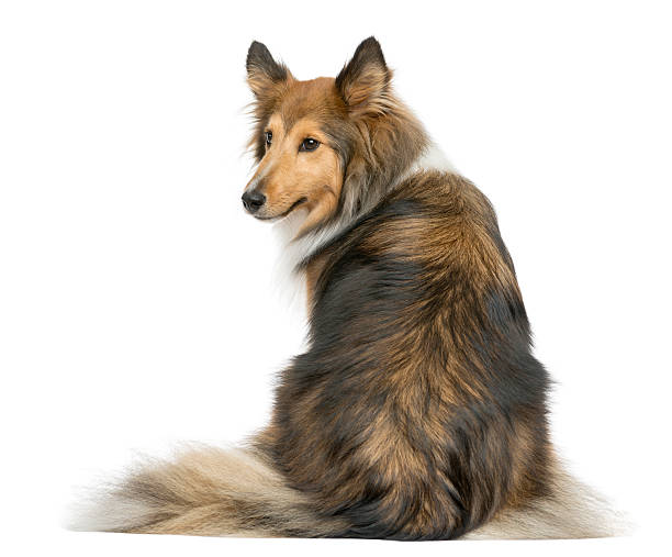 istock Rear view of a Shetland Sheepdog sitting 509092420