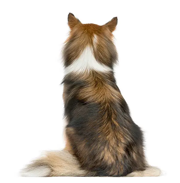 Rear view of a Shetland Sheepdog sitting in front of a white background