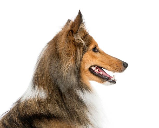 istock Close-up of a Shetland Sheepdog 509092684
