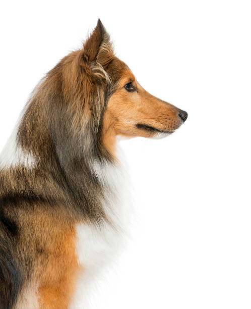 Close-up of a Shetland Sheepdog
