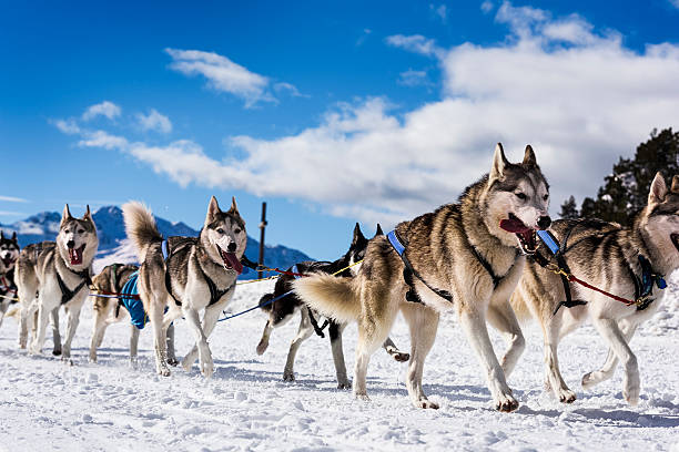 Sledge dogs in speed racing musher dogteam driver and Siberian husky at snow winter competition race in forest dogsledding stock pictures, royalty-free photos & images