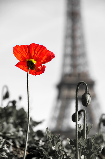 Beautiful poppy with the Eiffel tower in the background in Paris, France, in duotone
