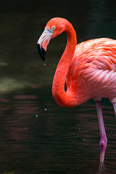 Tropical Pink Flamingo Bird Against A Dark Background Stock Photo
