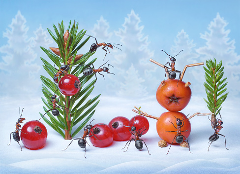 ants make Christmas tree and Santa Claus for New Year, ant tales