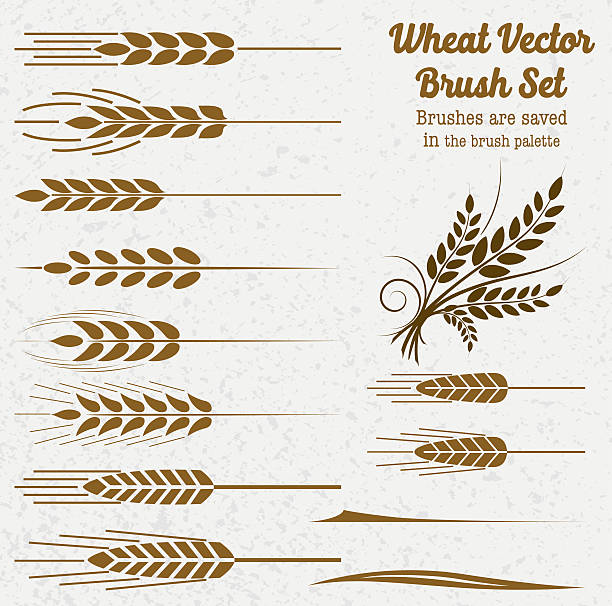 ilustraciones, imágenes clip art, dibujos animados e iconos de stock de silueta de trigo escobillas - whole wheat