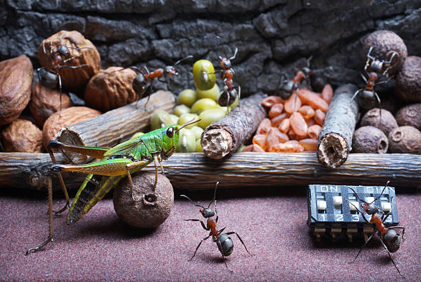 ants develop grasshopper to work , ant tales