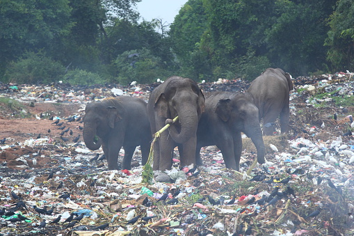 Group of wild elephants looking for banana trees in the middle of dumping ground (Sri Lanka, Trincomalee)