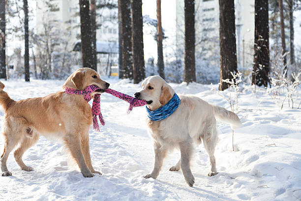 istock two golden retriever dogs playing tow outdoors in winter 509100186