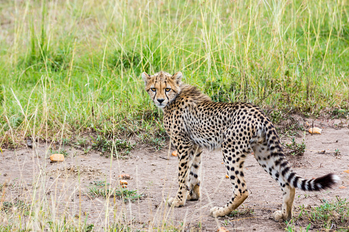 Baby Cheetah at Savannah at Masai Mara