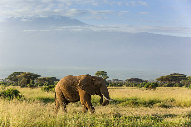 istock Elephant in front of Mount Kilimanjaro & Mawenzi Peak 509100836