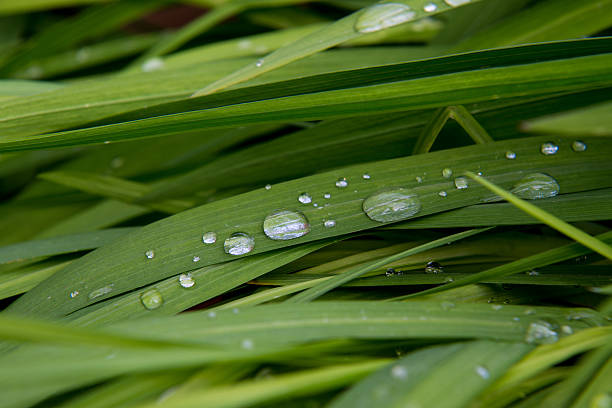 filo d'erba con rugiada - blade of grass flash photos et images de collection