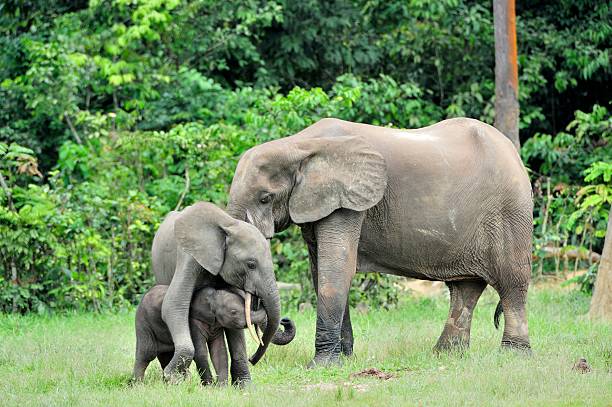 istock The elephant's family 509103372