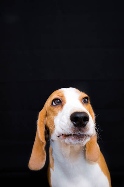 istock Cute beagle dog studio portrait black background 509103390