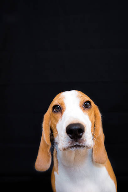 istock Cute beagel dog studio portrait black background 509103534