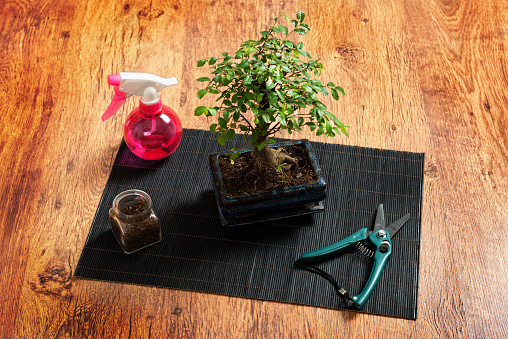 Beautiful bonsai tree, and sprayer scissors on wooden background