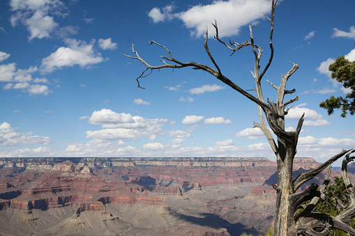 A dead, forked tree overlooks the south rim of the Grand Canyon, with many layers of red, gray, and yellow rock showing below. 