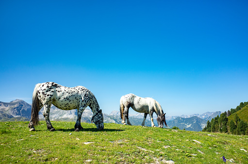Close view on the horses in Alps Austria