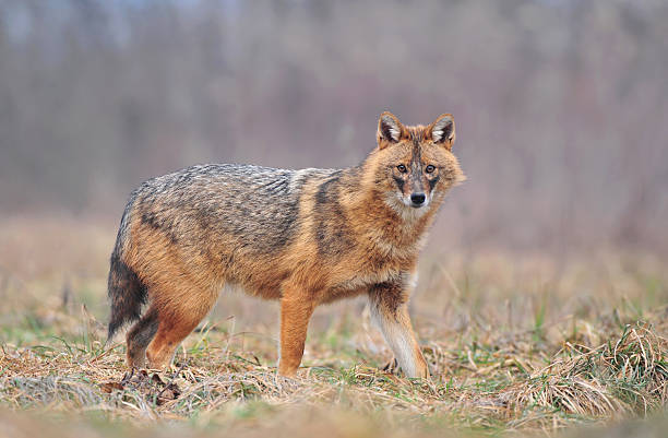 Golden jackal Photo of golden jackal in a field jackals stock pictures, royalty-free photos & images