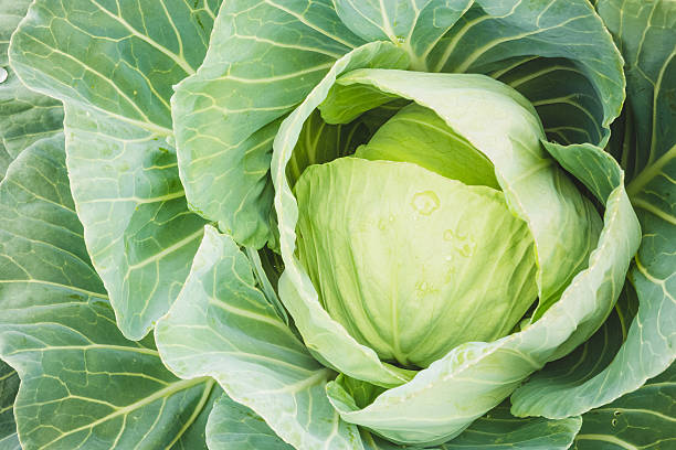 istock Head Of Green Cabbage And Leaves 509107434