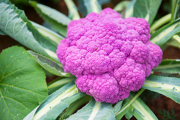 istock cauliflower colored purple in garden 509109264