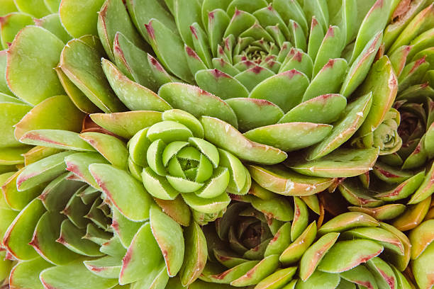 istock Succulent Plant Sempervivum Closeup - Houseleeks Or Hen and Chicks 509109526