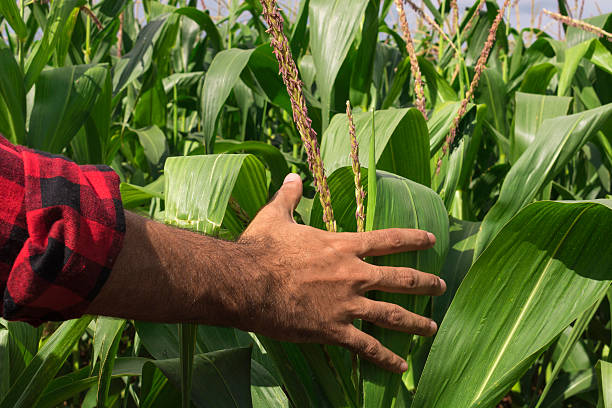 istock Farmer hands in corn plantation 509110354