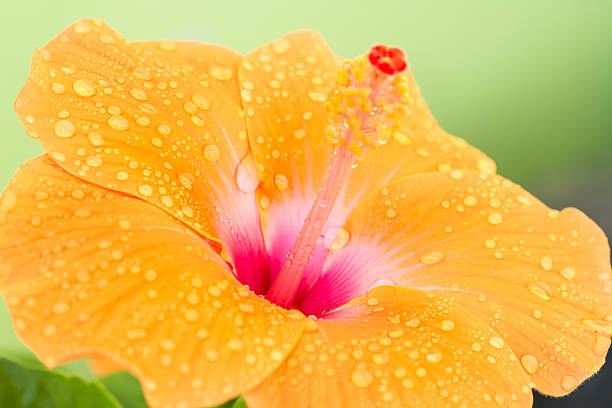 istock Orange hibiscus flower. 509110614