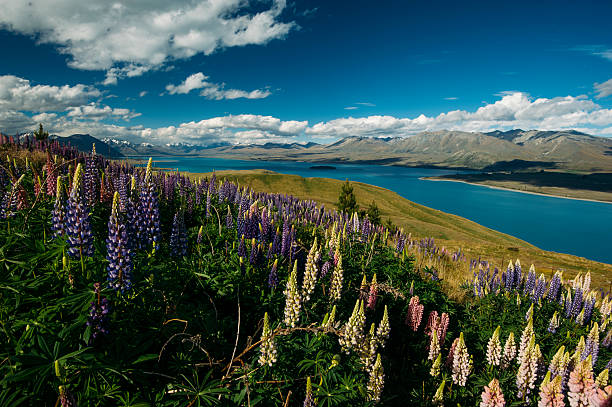 Topo do Monte John, Mackenzie Basin, Nova Zelândia - foto de acervo