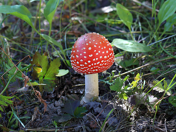 amanita muscaria - fungus nature orange agaric toxic substance ストックフォトと画像