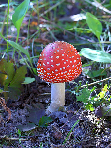 ハラタケ - fungus nature orange agaric toxic substance ストックフォトと画像