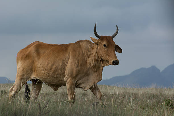 istock Brazilian Cow 509112570