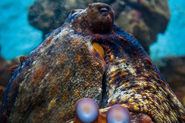 istock portrait of a octopus under water. 509112925