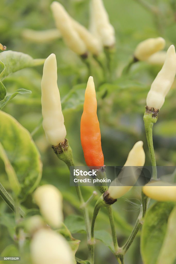 Red bell pepper among green ones Agriculture Stock Photo