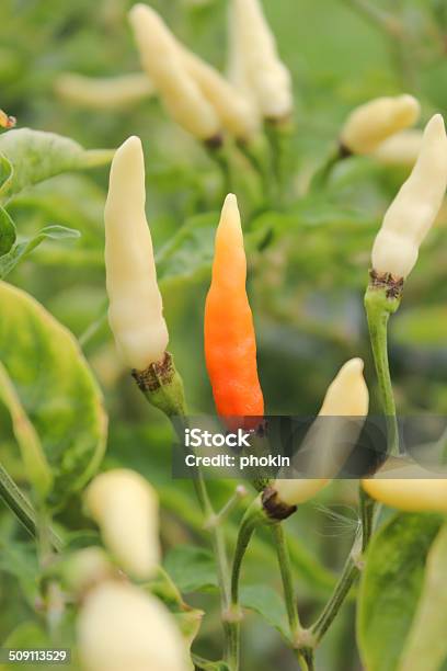 Red Bell Pepper Among Green Ones Stock Photo - Download Image Now - Agriculture, Backgrounds, Bell Pepper