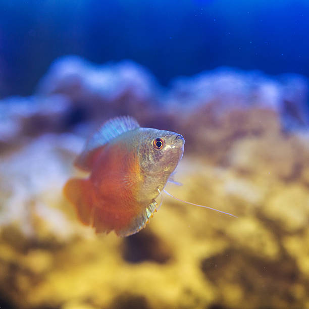 istock dwarf gourami in aquarium 509113574