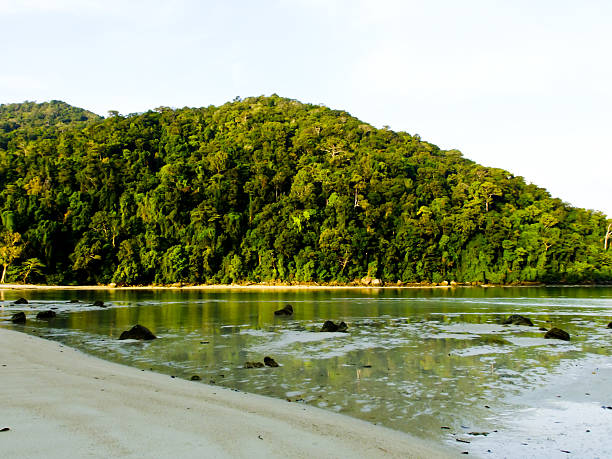 beach quando riflusso della marea e foresta pluviale nel mare delle andamane, thailandia - holizontal foto e immagini stock