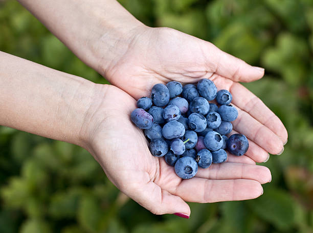 istock Blueberries in the woman's hands. 509114489