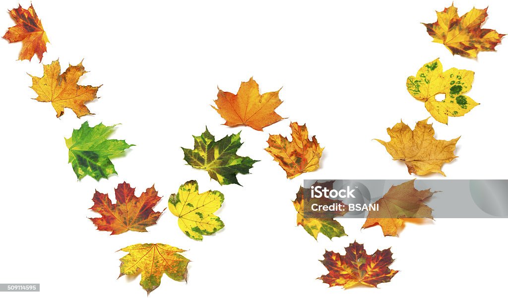 Letter W composed of autumn maple leafs Letter W composed of autumn maple leafs. Isolated on white background. Alphabet Stock Photo