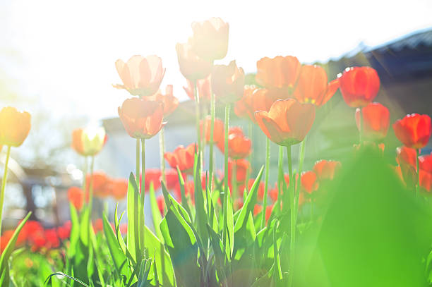 istock Field of red colored tulips 509115100