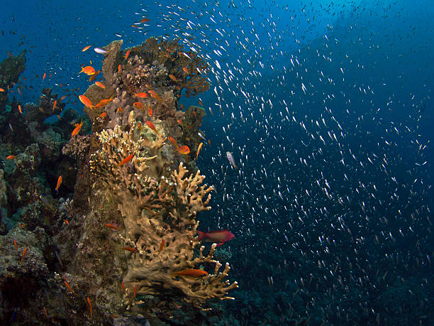 istock Red sea coral reef sea life 509115316