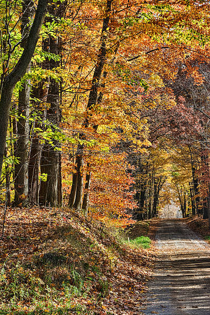 istock Autumn Country Road 509115360