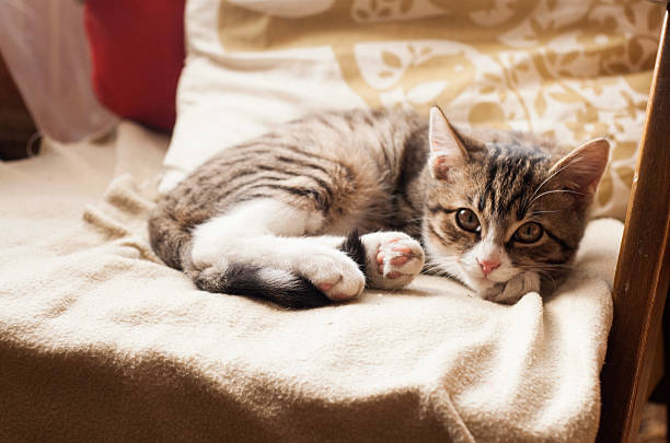 istock Young cute cat sleeping on the couch 509115370